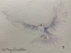 Watercolours by Penny - Dove