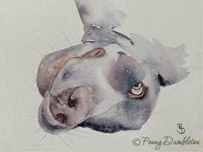 Watercolours by Penny - Pet Portraits 21